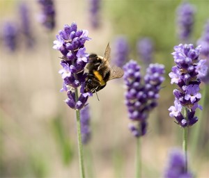 Tnk dig om fr du klasker en bi